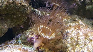 Aiptasia Aquarium Pest Coral