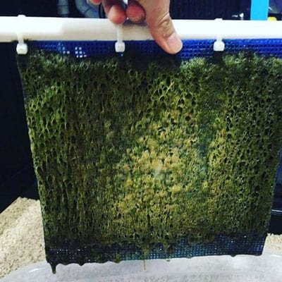 Algae Turf Scrubber