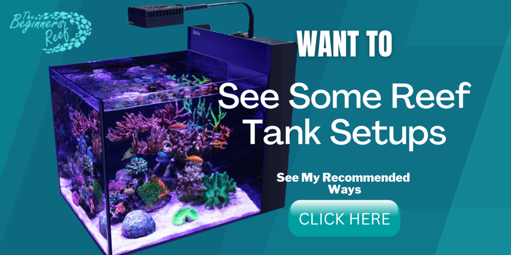 Costs To Buy & Run A Saltwater Aquarium – The Breakdown! – The