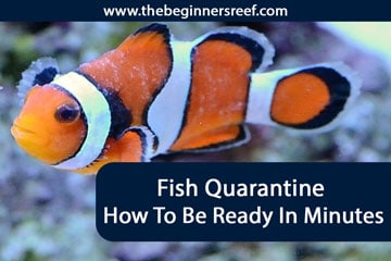 Fish Quarantine Header