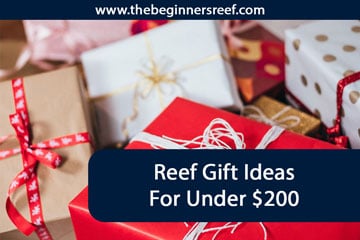 Reef Gift Ideas Under $200