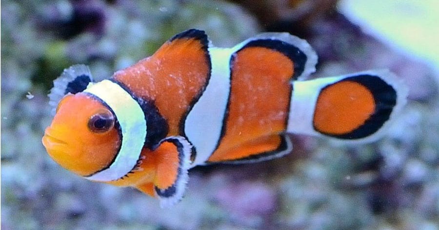 Sick Clownfish