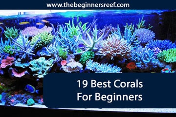 19 Best Beginner Corals