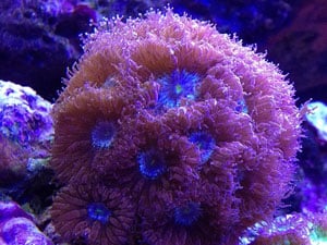 Blastomussa Coral
