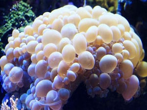 Bubble Coral 