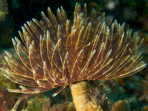 Feather Duster Coral