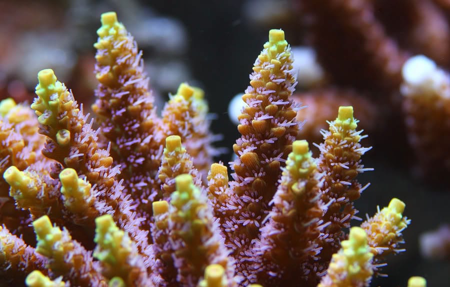 Reef Tank Phosphates: Easy Ways to Reduce Them! – The Beginners Reef