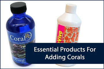 Corals Essential Header