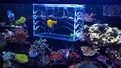 Fish Isolation Box