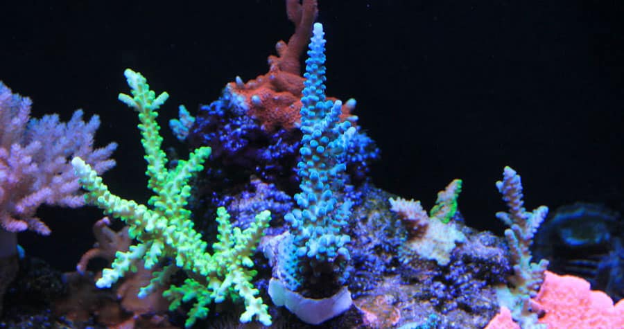 How To Dip Corals – Easy Steps To Success – The Beginners Reef
