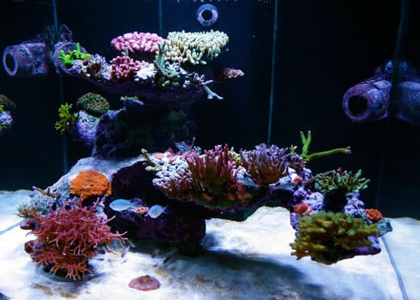 afbreken Intact zaterdag Reef Tank Aquascapes: 15 Stunning Design Tips – The Beginners Reef