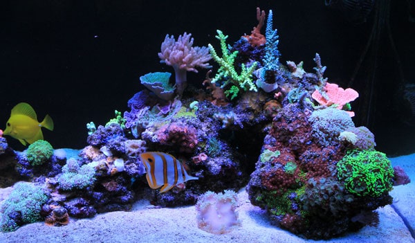 Saltwater Aquarium Sand – How Much Do You Need? – The Beginners Reef