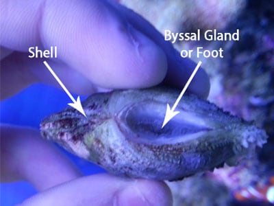 Saltwater Clams – Find Out Which Are Best For Beginners! – The