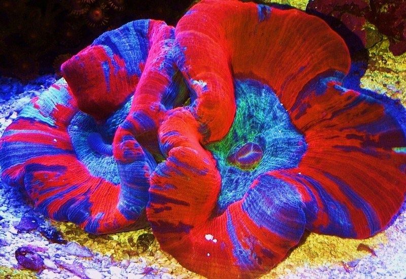 When Can You Start Adding Coral To A Tank? – The Beginners Reef
