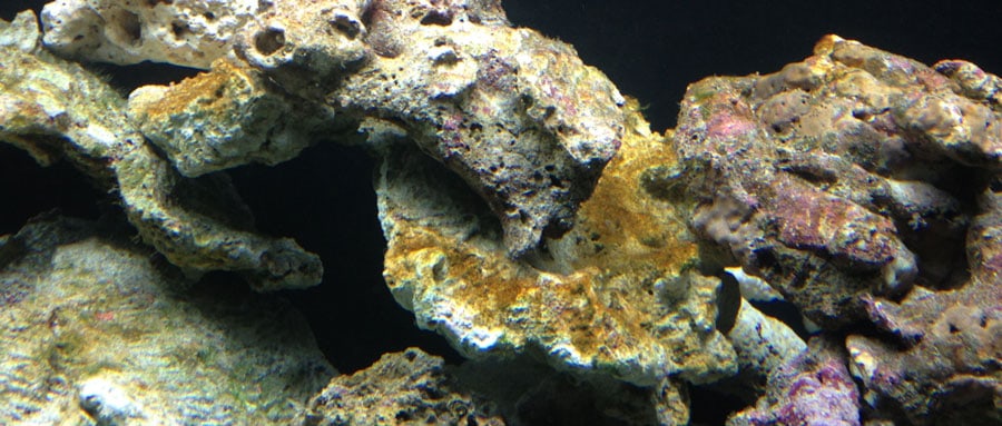 8 Ways to Rid Brown Diatom Algae From Your Reef Tank! – The Beginners Reef