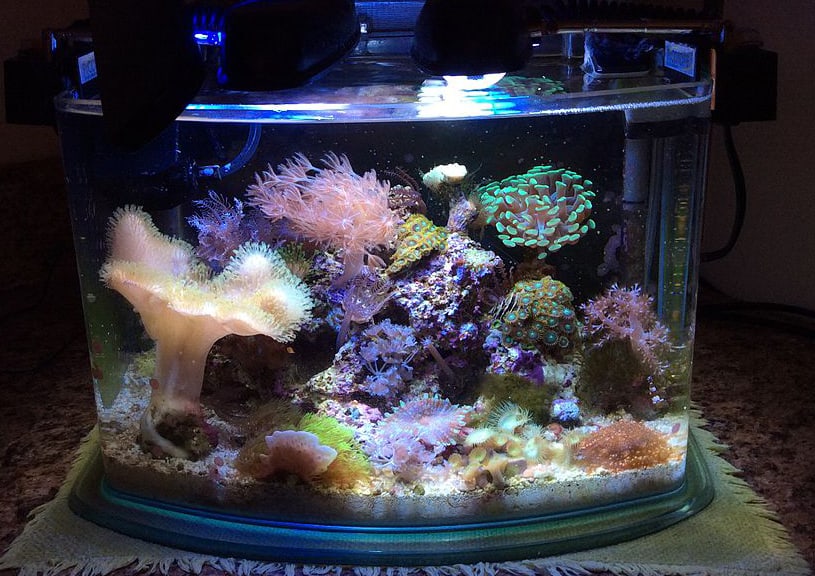 How Big Does A Saltwater Aquarium Really Need To Be? – The Beginners Reef