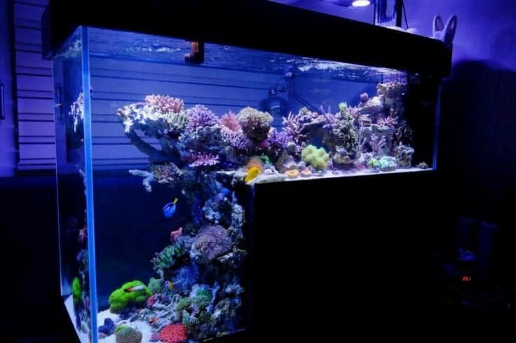 Your First Reef Tank – Whats The Best Size Aquarium? – The Beginners Reef