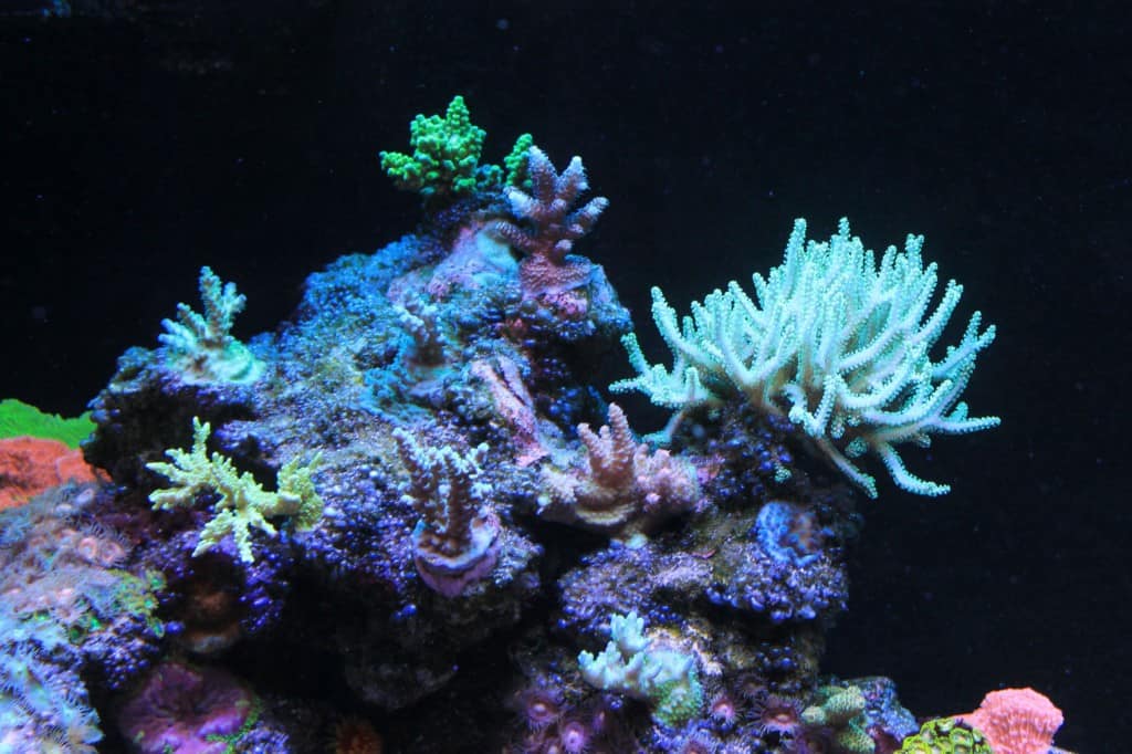 Bubble Algae – Tips For Effortless Eradication! – The Beginners Reef
