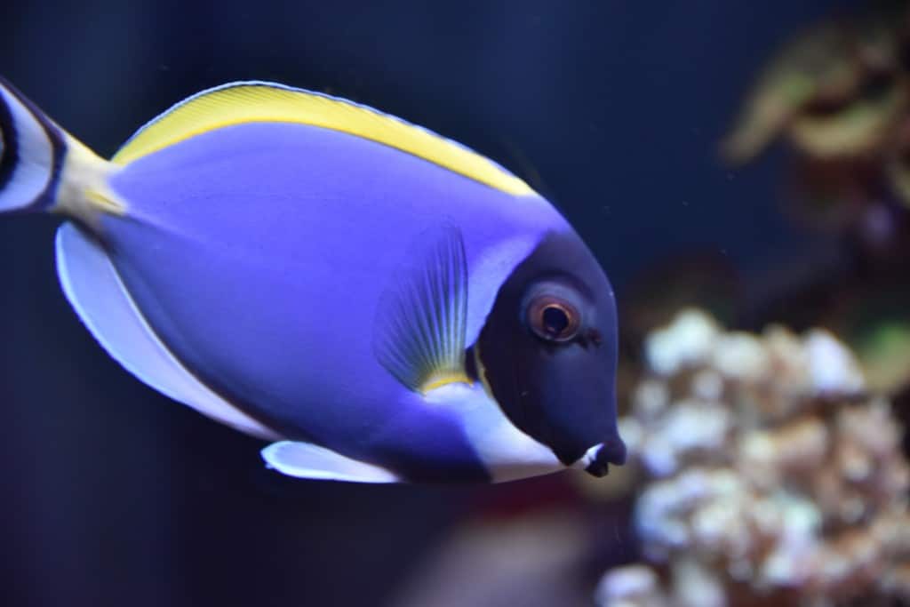 What Happens If You Don’t Acclimate Aquarium Fish? – The Beginners Reef