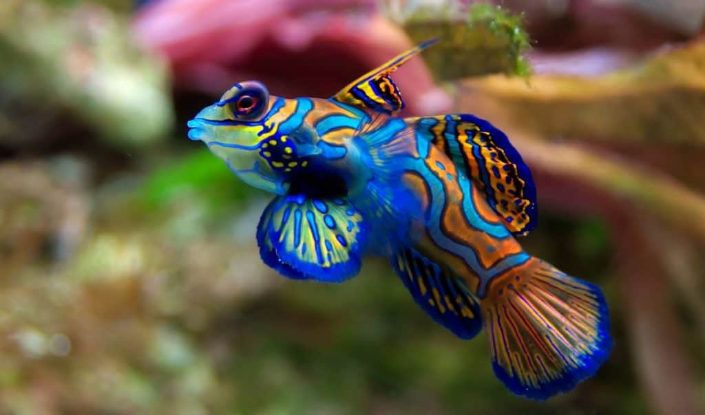 Are Mandarin Gobies/Dragonets Hard to Keep? Maybe! – The Beginners Reef